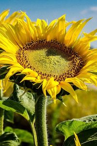 Preview wallpaper sunflowers, field, summer, focus, close-up