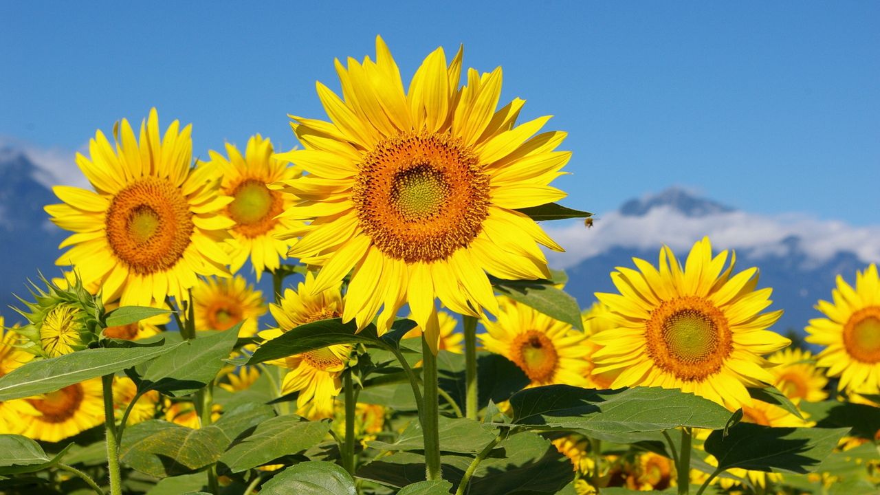 Wallpaper sunflowers, field, sun, sky, mountains