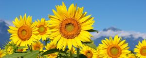 Preview wallpaper sunflowers, field, sun, sky, mountains