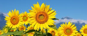 Preview wallpaper sunflowers, field, sun, sky, mountains