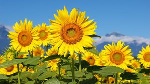 Preview wallpaper sunflowers, field, sun, sky, mountains