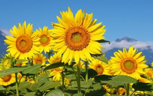 Preview wallpaper sunflowers, field, sun, sky, mountains