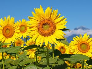 Preview wallpaper sunflowers, field, sun, sky, mountains