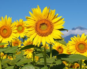 Preview wallpaper sunflowers, field, sun, sky, mountains