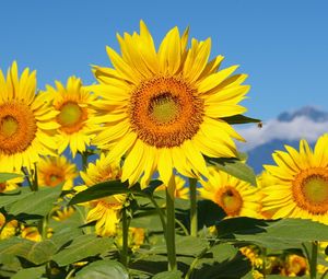 Preview wallpaper sunflowers, field, sun, sky, mountains