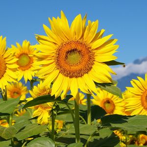 Preview wallpaper sunflowers, field, sun, sky, mountains