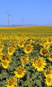 Preview wallpaper sunflowers, field, sunny, summer