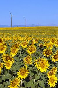 Preview wallpaper sunflowers, field, sunny, summer