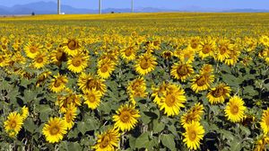 Preview wallpaper sunflowers, field, sunny, summer