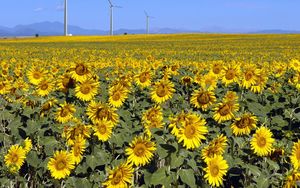 Preview wallpaper sunflowers, field, sunny, summer