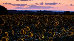 Preview wallpaper sunflowers, field, sunset, sky
