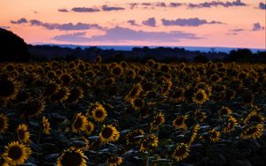 Preview wallpaper sunflowers, field, sunset, sky