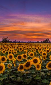 Preview wallpaper sunflowers, field, sunset, sky, clouds