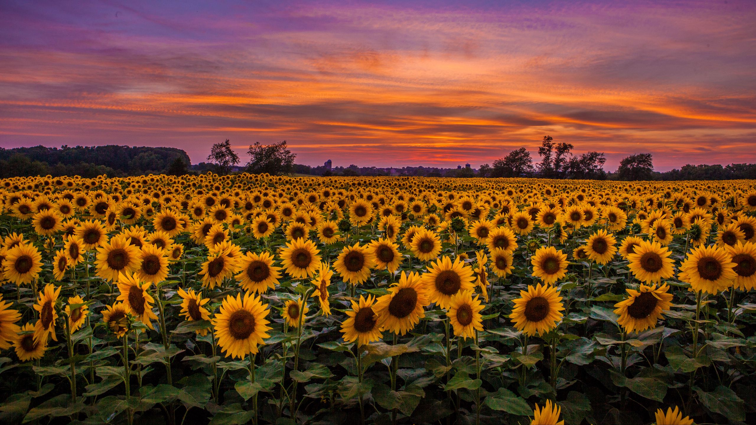 Download Wallpaper 2560x1440 Sunflowers Field Sunset Sky Clouds