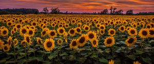 Preview wallpaper sunflowers, field, sunset, sky, clouds