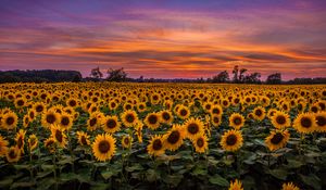 Preview wallpaper sunflowers, field, sunset, sky, clouds