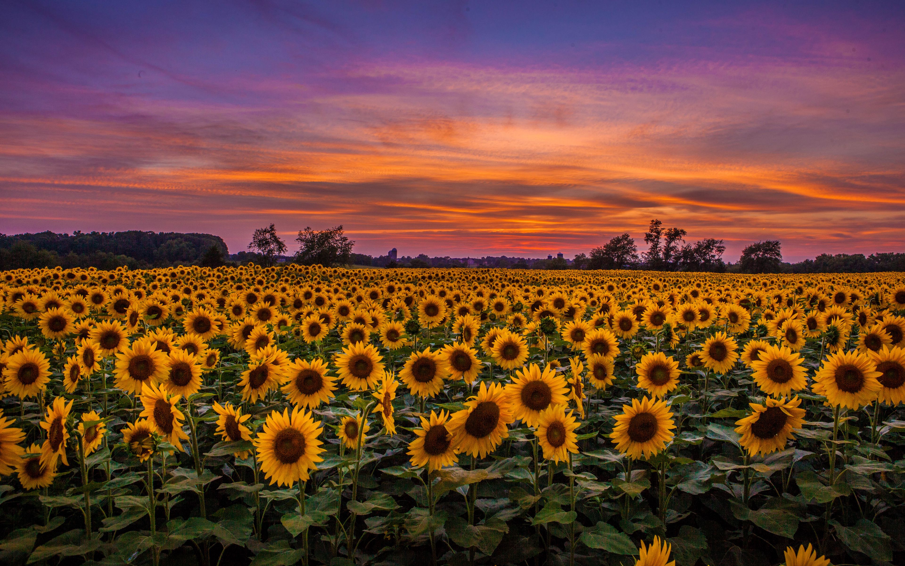 Download Wallpaper 3840x2400 Sunflowers Field Sunset Sky Clouds 4k