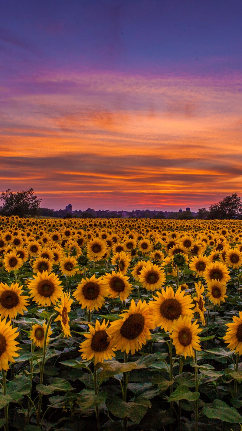 Chọn lọc 92+ hình ảnh sunflower iphone background - thpthoangvanthu.edu.vn