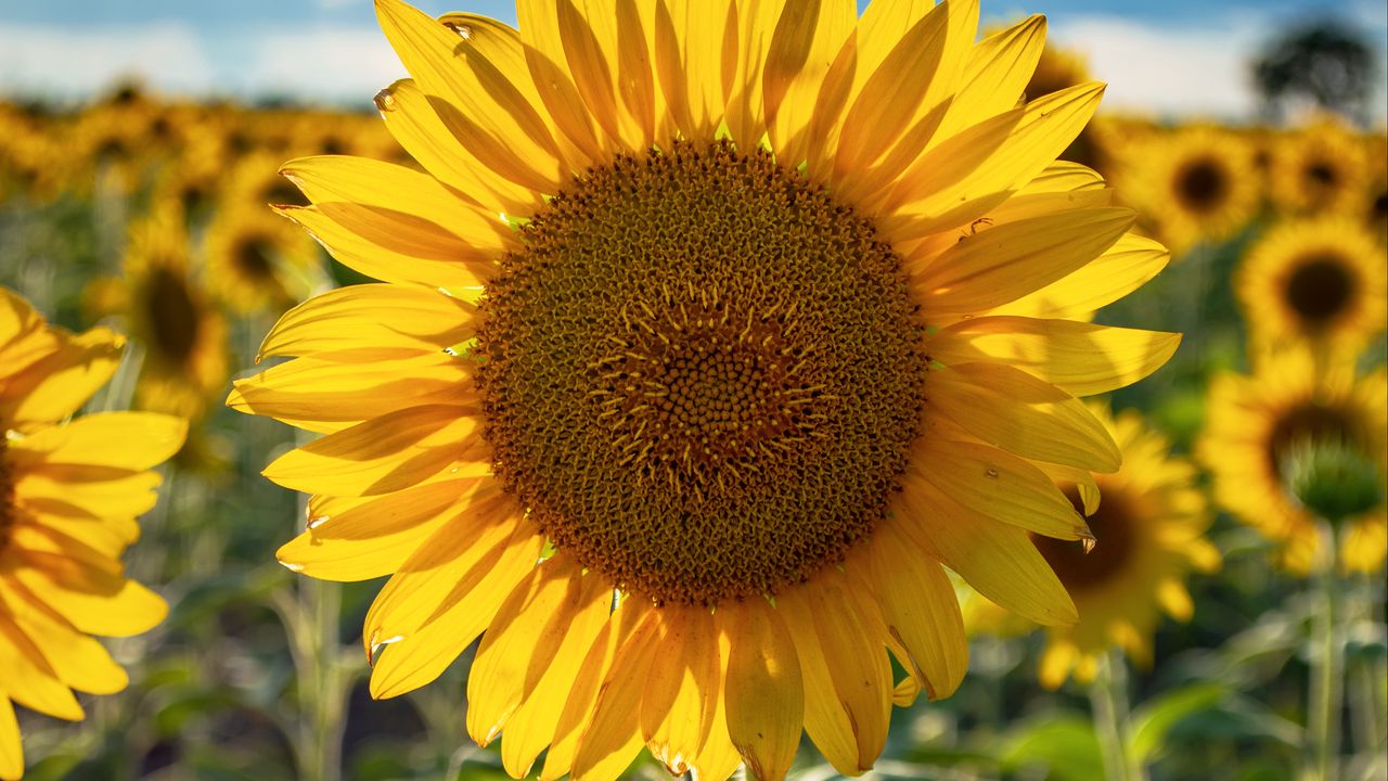 Wallpaper sunflowers, flower, yellow, petals, sunshine