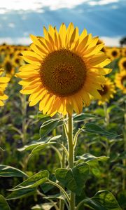 Preview wallpaper sunflowers, flower, yellow, petals, sunshine