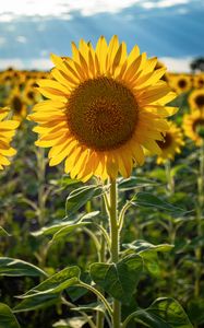 Preview wallpaper sunflowers, flower, yellow, petals, sunshine