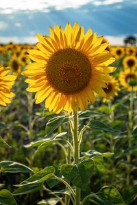 Preview wallpaper sunflowers, flower, yellow, petals, sunshine