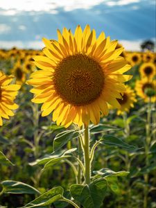 Preview wallpaper sunflowers, flower, yellow, petals, sunshine