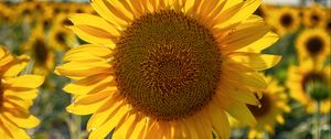 Preview wallpaper sunflowers, flower, yellow, petals, sunshine