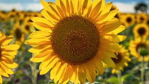 Preview wallpaper sunflowers, flower, yellow, petals, sunshine