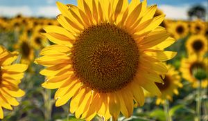 Preview wallpaper sunflowers, flower, yellow, petals, sunshine