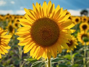 Preview wallpaper sunflowers, flower, yellow, petals, sunshine