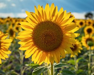 Preview wallpaper sunflowers, flower, yellow, petals, sunshine