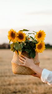 Preview wallpaper sunflowers, flowers, basket, hands