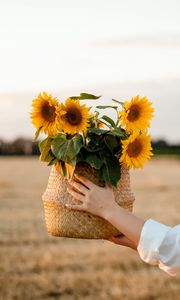 Preview wallpaper sunflowers, flowers, basket, hands