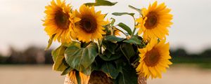 Preview wallpaper sunflowers, flowers, basket, hands