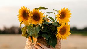 Preview wallpaper sunflowers, flowers, basket, hands