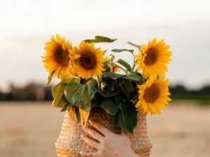 Preview wallpaper sunflowers, flowers, basket, hands