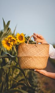 Preview wallpaper sunflowers, flowers, basket, hands, leaves