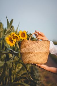 Preview wallpaper sunflowers, flowers, basket, hands, leaves