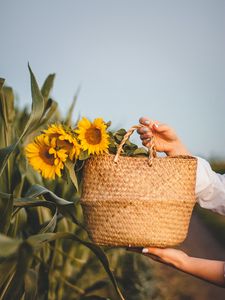 Preview wallpaper sunflowers, flowers, basket, hands, leaves