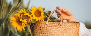 Preview wallpaper sunflowers, flowers, basket, hands, leaves