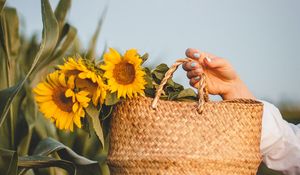 Preview wallpaper sunflowers, flowers, basket, hands, leaves