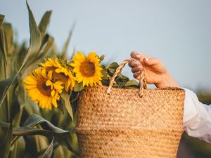 Preview wallpaper sunflowers, flowers, basket, hands, leaves
