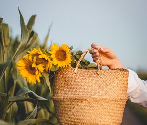 Preview wallpaper sunflowers, flowers, basket, hands, leaves