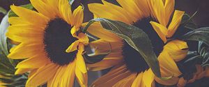 Preview wallpaper sunflowers, flowers, bouquet, floristry