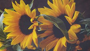 Preview wallpaper sunflowers, flowers, bouquet, floristry