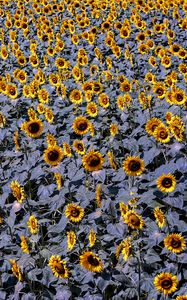 Preview wallpaper sunflowers, flowers, field, plants, leaves