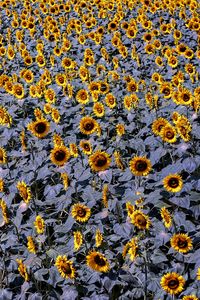 Preview wallpaper sunflowers, flowers, field, plants, leaves