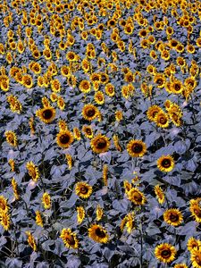 Preview wallpaper sunflowers, flowers, field, plants, leaves