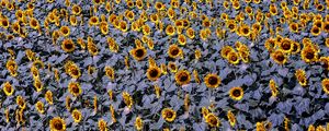 Preview wallpaper sunflowers, flowers, field, plants, leaves